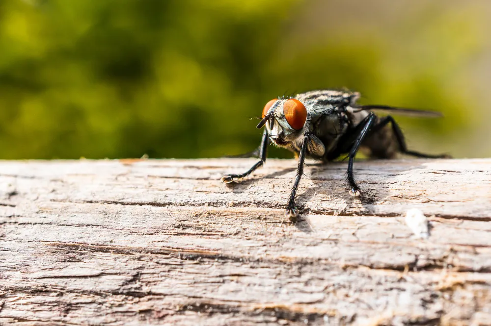 Biovet - Empresa especializada em Dedetização de moscas