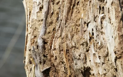 Diferenças entre broca e cupim