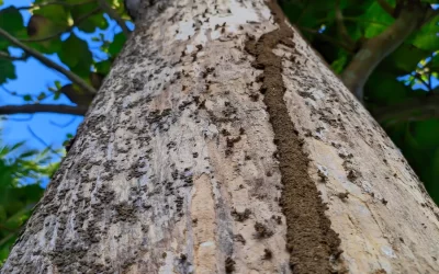 Descupinização: a solução para acabar com a infestação de Cupins no Rio de Janeiro