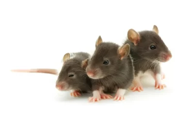 Desratização: Protegendo Residências e Comércios contra os ratos