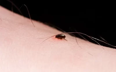 Dedetização de Pulgas: como proteger sua casa