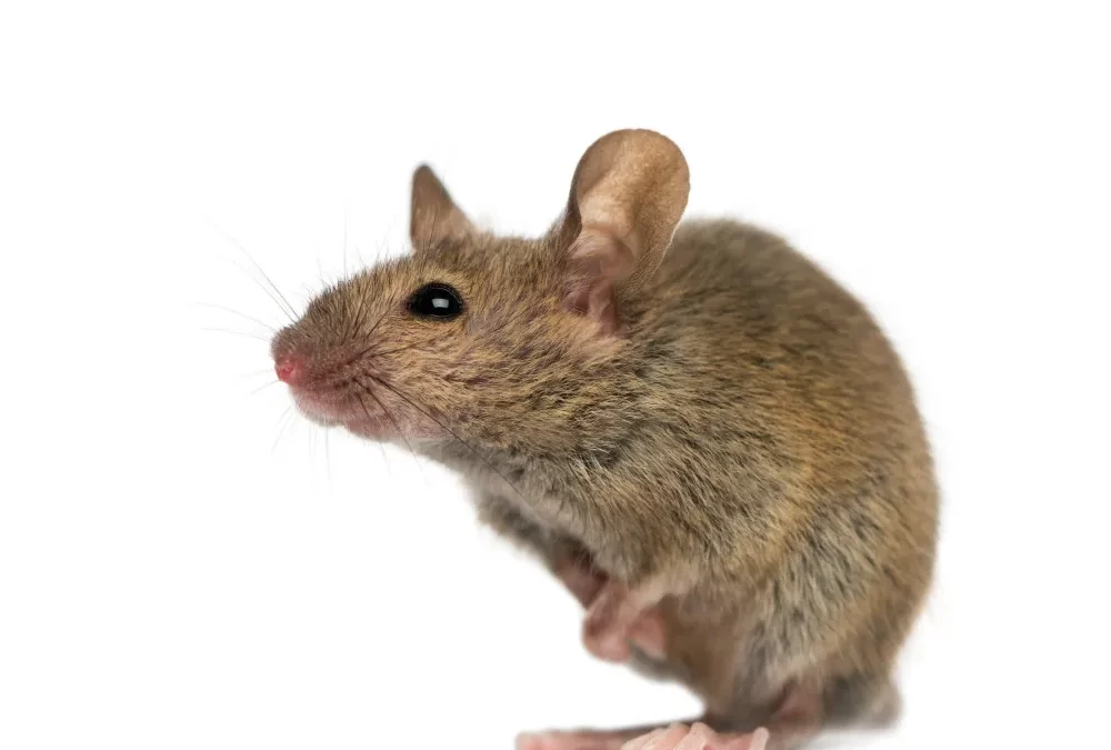 Controle de Ratos e Baratas com eficiência