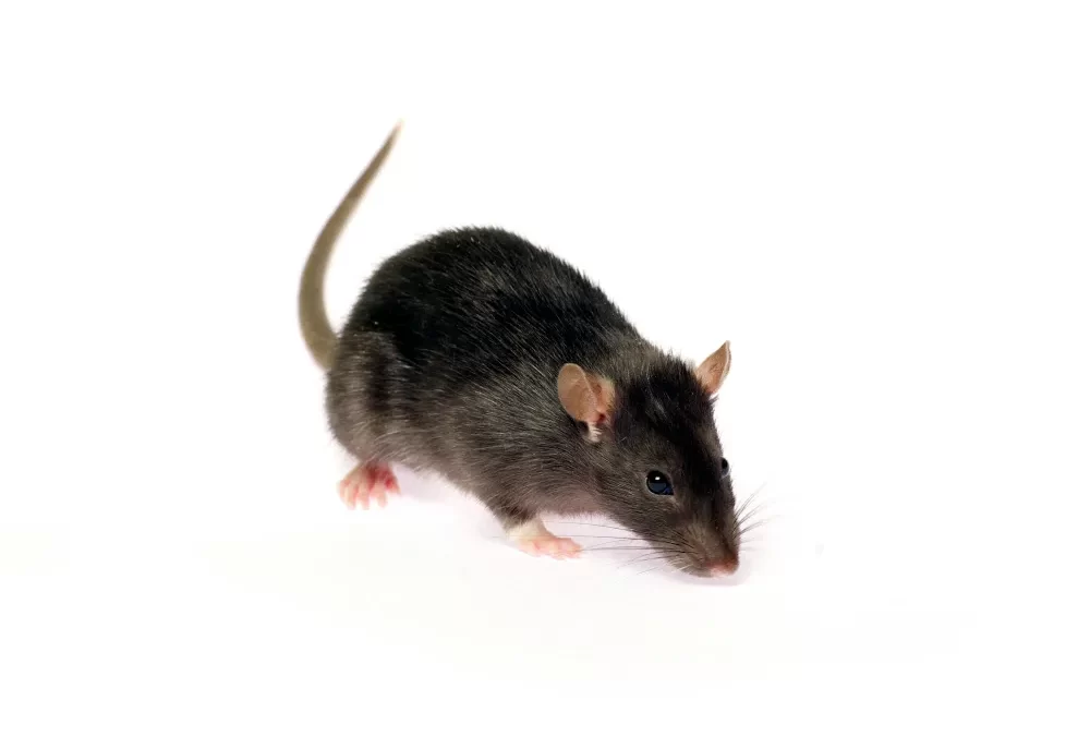 Armadilhas de Ratos: Soluções Temporárias ou Hora de Chamar um Profissional?