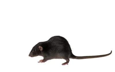 Doenças dos Ratos e Baratas: proteja-se dessas pragas urbanas