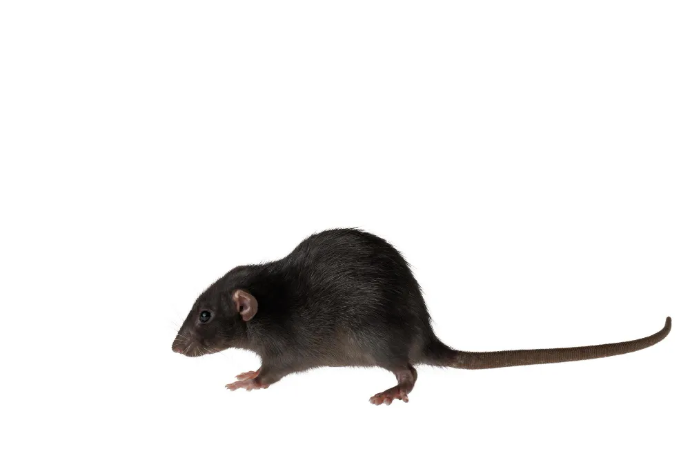 Doenças dos Ratos e Baratas: proteja-se dessas pragas urbanas