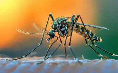 Além da dengue: os outros perigos do Aedes aegypti para a saúde pública