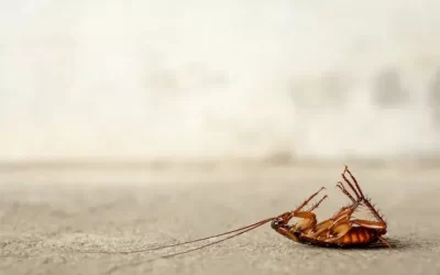 5 Estratégias Infalíveis para Blindar sua Casa de Baratas de Esgoto em Dias Quentes