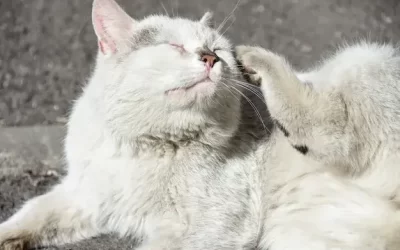 Afastar as Pulgas: Como Proteger seu Pet e sua Casa de A a Z