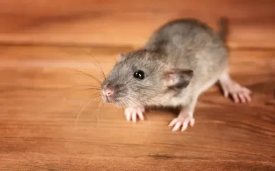 Afastar Ratos! Dicas Eficazes para Blindar seu Lar Contra Roedores