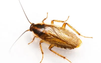 Como Prevenir Focos de Baratas nos Corredores: Um Guia para Manter seu Mercado Livre de Pragas