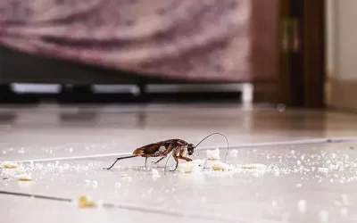 Baratas francesinhas: como um problema minúsculo pode arruinar a reputação do seu restaurante