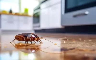 Quando Chamar uma dedetizadora? Sinais de Infestação Severa de Baratas de Esgoto no Verão