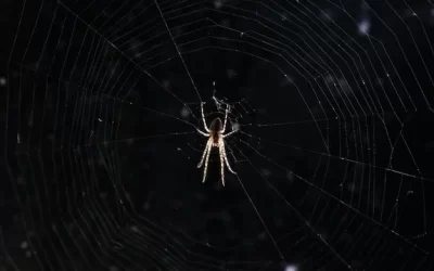 Aranhas no Rio de Janeiro: como evitá-las em casa e no trabalho com a dedetização