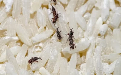 Como evitar infestações de carunchos em estoques e depósitos na Ilha do Governador