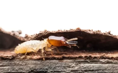 Cupins em apartamentos na Zona Sul: como proteger seus móveis e estruturas com a descupinização