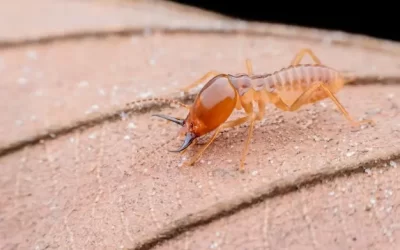 Cupins em casas históricas de Santa Teresa: prevenção e combate eficaz no controle de pragas