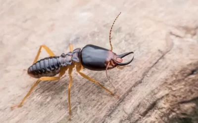 Cupins em móveis e estruturas de madeira em casas no Itanhangá e Joá