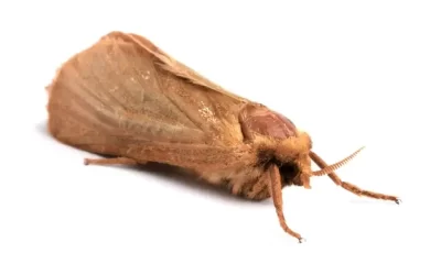 Dedetização contra traças: proteção essencial para closets e bibliotecas no Cosme Velho