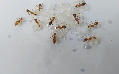 Formigas invadindo sua casa no Leblon e Ipanema? Saiba como eliminá-las com a dedetização