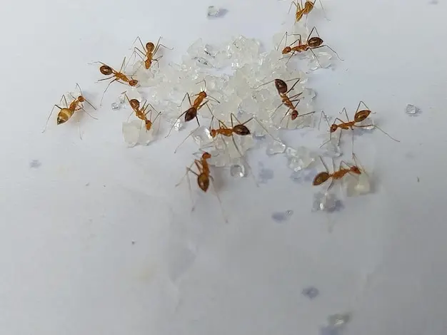 Formigas invadindo sua casa no Leblon e Ipanema? Saiba como eliminá-las com a dedetização