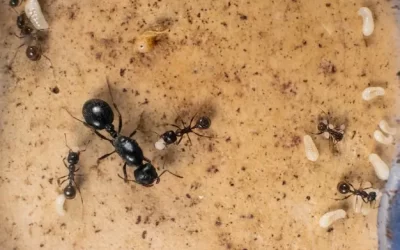 Infestações de formigas em cozinhas gourmet na Zona Oeste: como resolver com a dedetização