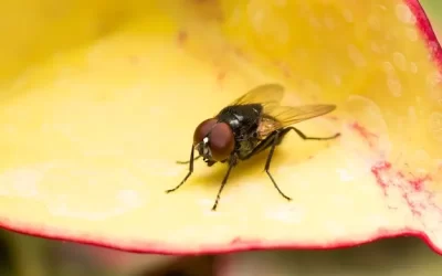 Moscas em padarias e hortifrutis no Estácio e Praça da Bandeira: riscos e soluções
