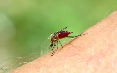 Mosquitos e dengue: proteção essencial para casas e condomínios com dedetização na Lagoa