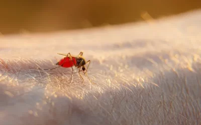 Mosquitos e pernilongos: evite riscos com a dedetização de residências com jardins no Grajaú