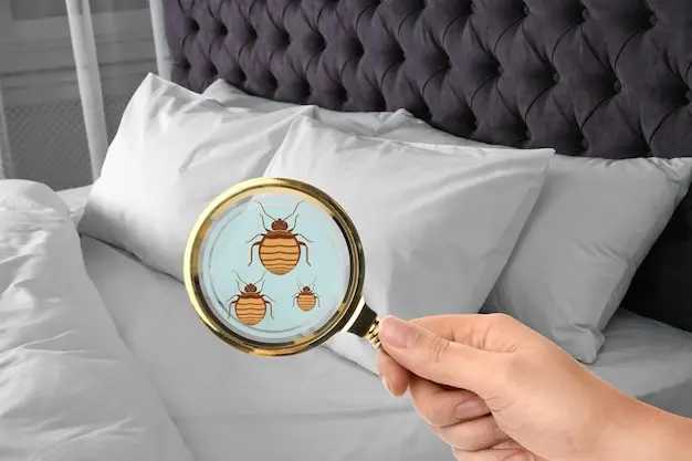 Percevejos de cama: risco crescente em hotéis e residências em Copacabana e Leme Percevejos de cama: risco crescente em hotéis e residências em Copacabana e Leme