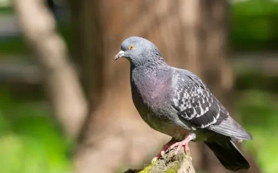 Prevenção de piolho de pombo em prédios comerciais no Centro e São Cristóvão