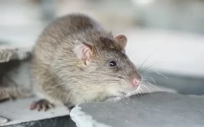 Ratos em restaurantes e bares da Lapa: como evitar esse problema sanitário com ajuda da dedetização