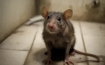 Verão e Infestações de Ratos: Medidas de Proteção para Apartamentos