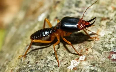 Dedetizadora Barra da Tijuca: Cupins subterrâneos – barreiras químicas em fundações