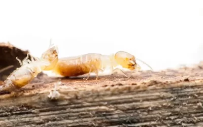 Dedetizadora Ilha do Governador: Cupins em móveis de madeira e forro – diagnóstico e controle integrado