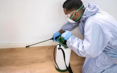 Dedetizadora RJ: Baratas francesinhas e cupins em móveis – serviços integrados de dedetização