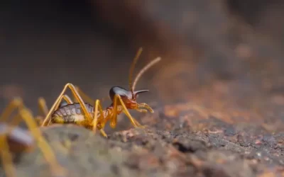 Dedetizadora RJ: Cupins em forros – como proteger o forro de madeira de danos