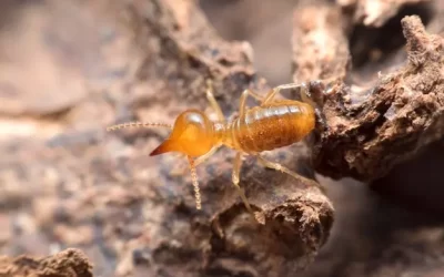 Dedetizadora RJ: Cupins em forros de laje – avaliação e controle especializado