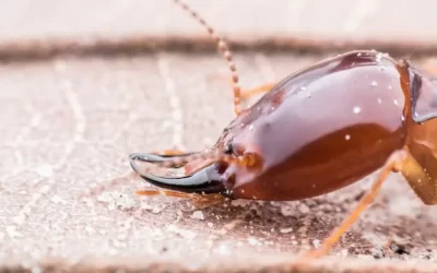 Dedetizadora RJ: Cupins em móveis – riscos e soluções para seu mobiliário de madeira