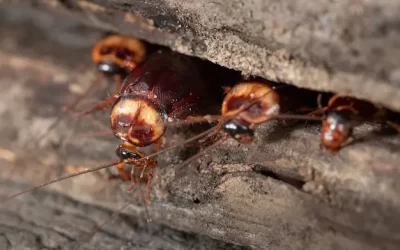 Dedetizadora Urca: Baratas de esgoto em apartamentos – prevenção no banheiro e área de serviço