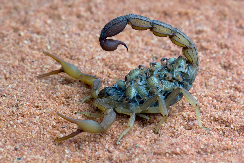 Dedetização de Escorpiões - Rio de Janeiro // Dedetizadora RJ