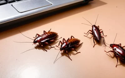 Eliminar e Afastar Baratas: Diga Adeus a Esses Visitantes Indesejados