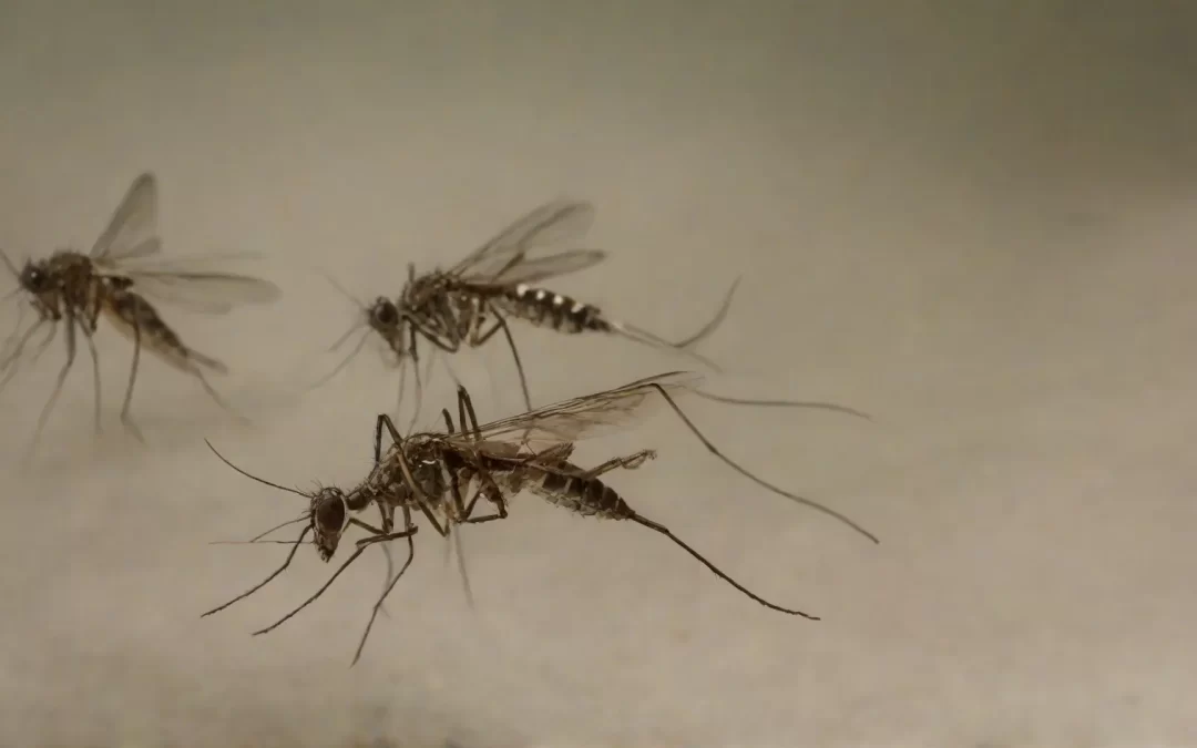 Como o clima influencia na proliferação do mosquito da dengue?