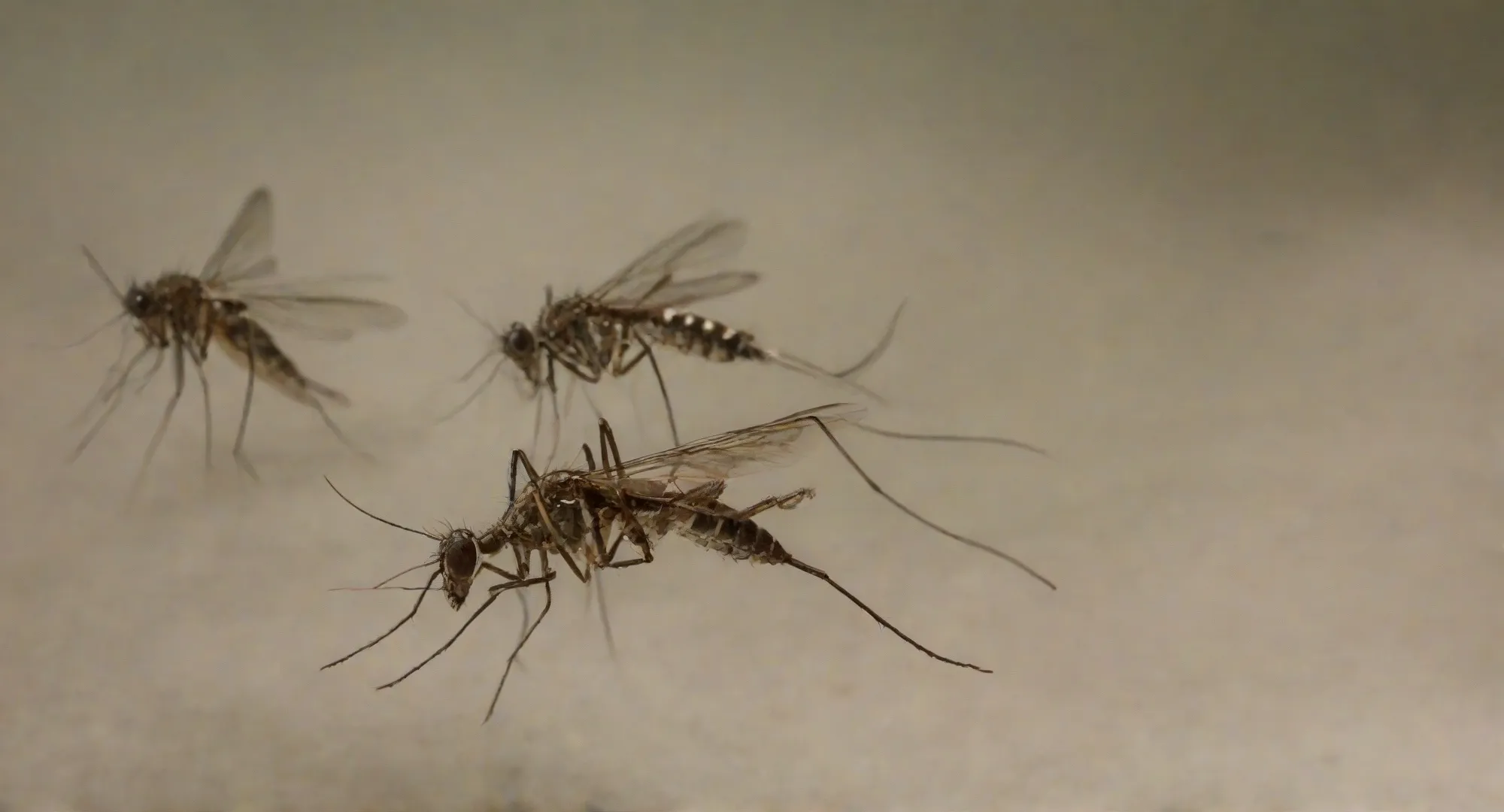 Mosquitos - Rio de Janeiro // Dedetização Rio de Janeiro