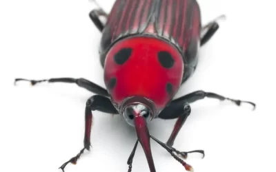 Como a dedetização de broca no Catumbi evita danos estruturais invisíveis