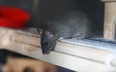 Como a eliminação de ratos no Itanhangá evita riscos à saúde e ao imóvel