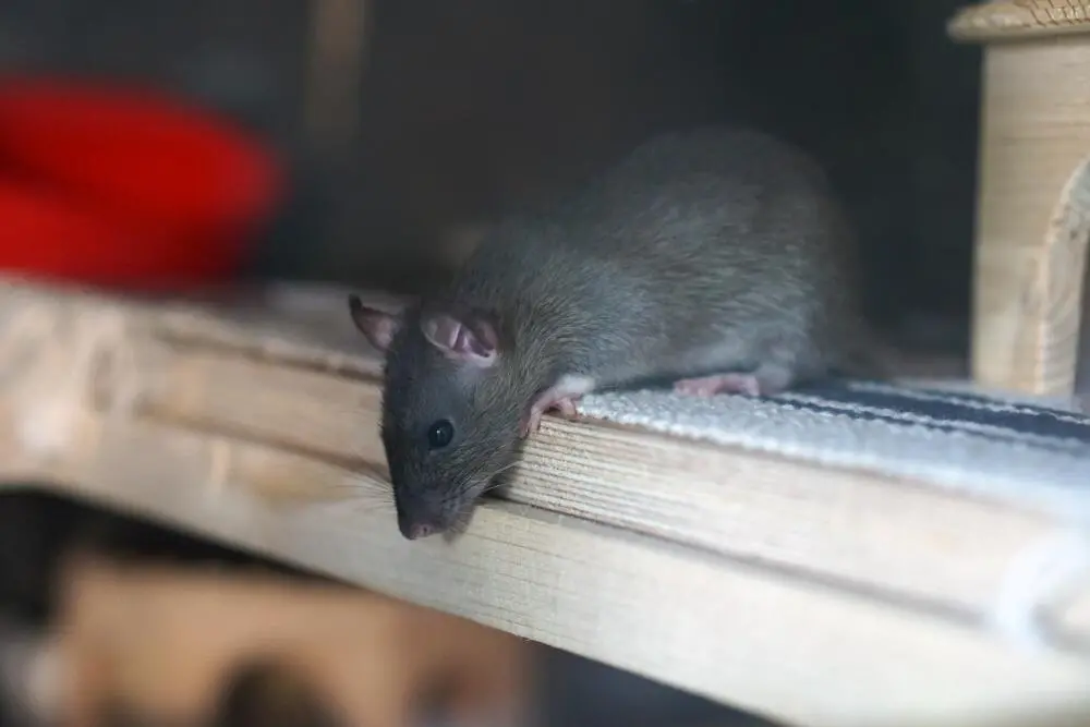 Como a eliminação de ratos no Itanhangá evita riscos à saúde e ao imóvel Como a eliminação de ratos no Itanhangá evita riscos à saúde e ao imóvel