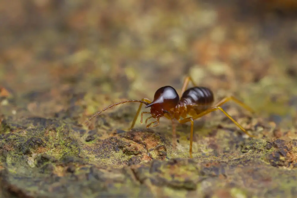 Como o controle de cupim em Vila Isabel evita prejuízos invisíveis
