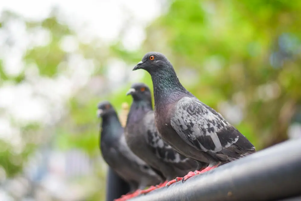 Como o controle de piolho de pombo no Jardim Botânico previne doenças