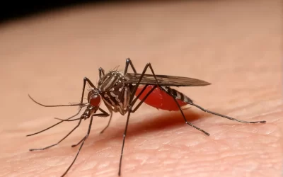 Os vilões invisíveis em casa: onde o mosquito da dengue se esconde?