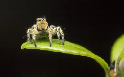 Controle de aranhas na Lapa: soluções eficientes para residências e estabelecimentos